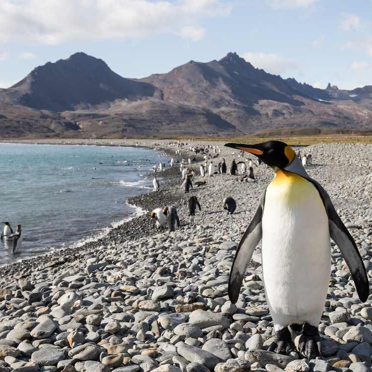 King Penguin in natural habitat