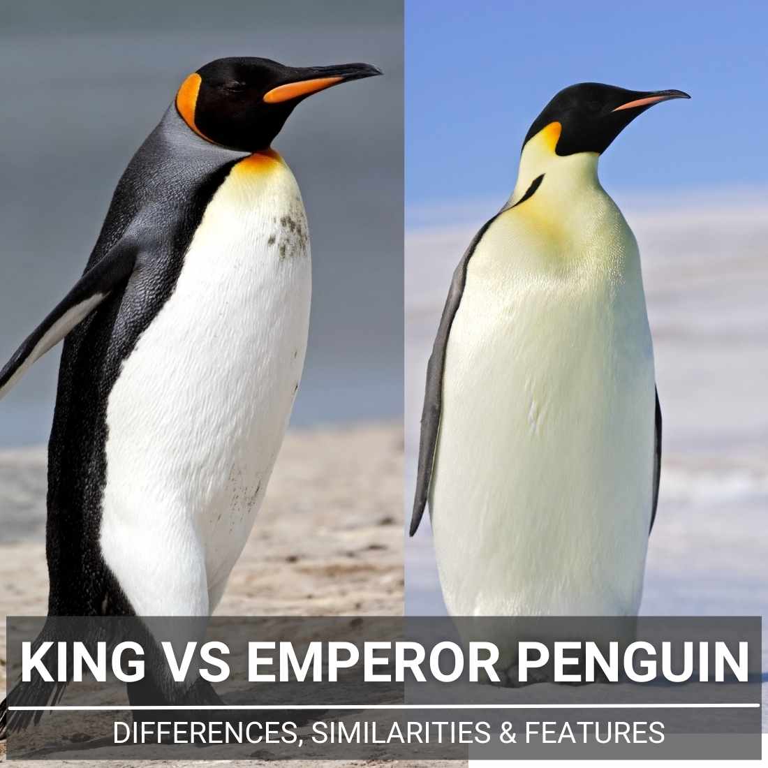 King Penguin vs Emperor Penguin