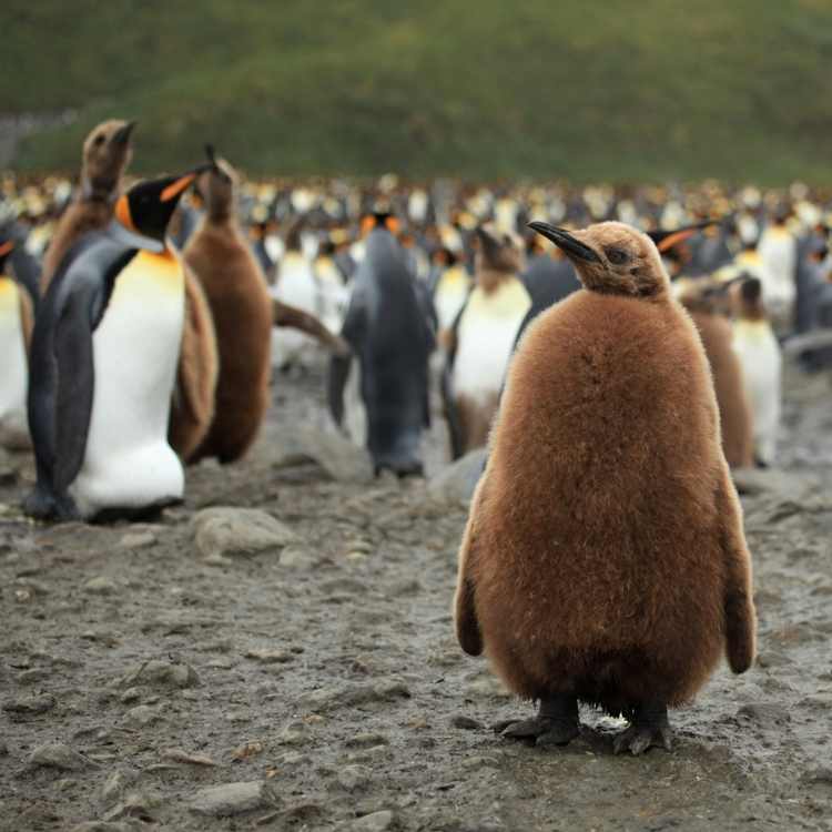 King_Penguin_Chick and adults