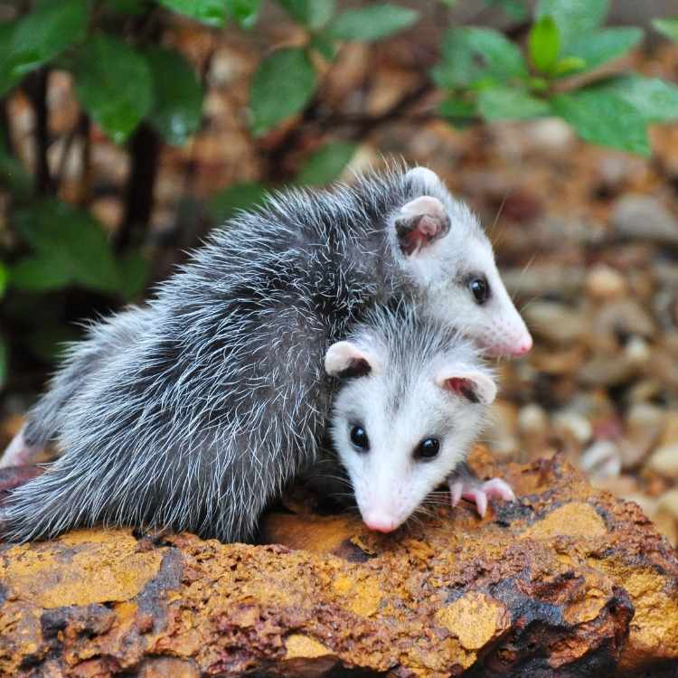Opossum totem meaning