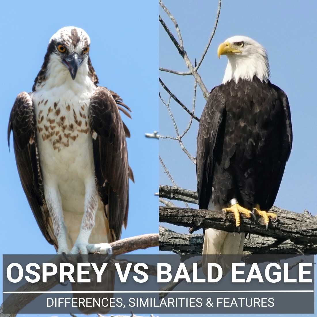 Osprey Vs Bald Eagle