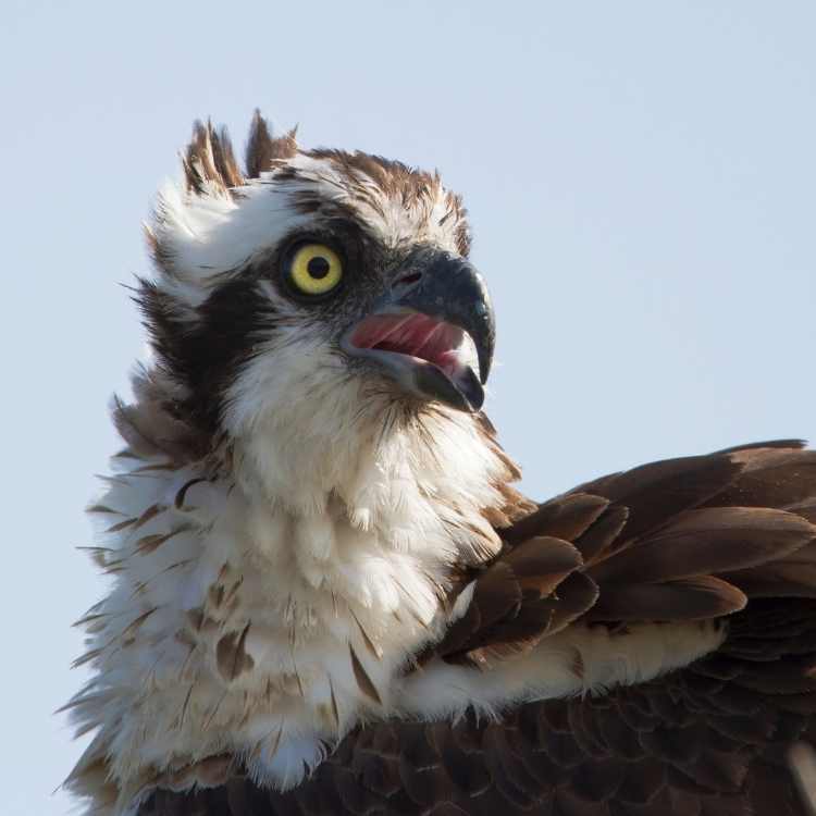 osprey head