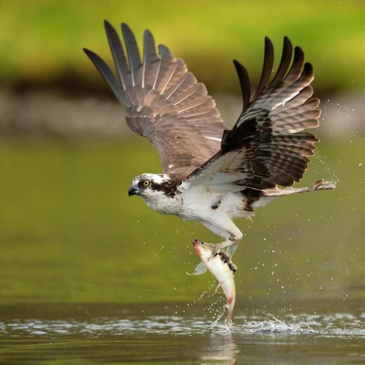 Osprey major raptor