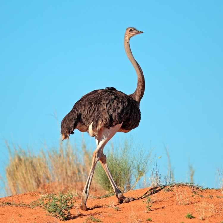 Ostrich spirit animal