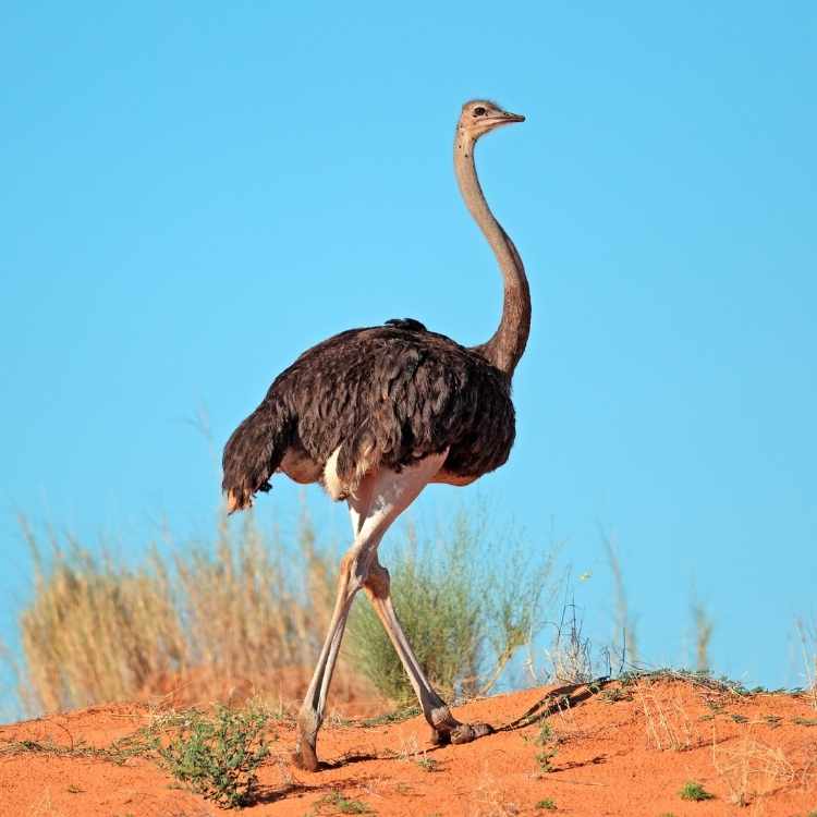 ostrich symbolism