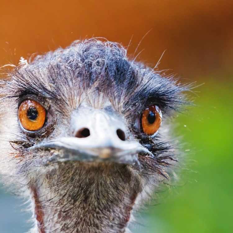 Ostrich Symbolism - What Does The Ostrich Represent Spiritually? - Ostrich Symbolism - What Does The Ostrich Represent Spiritually? -