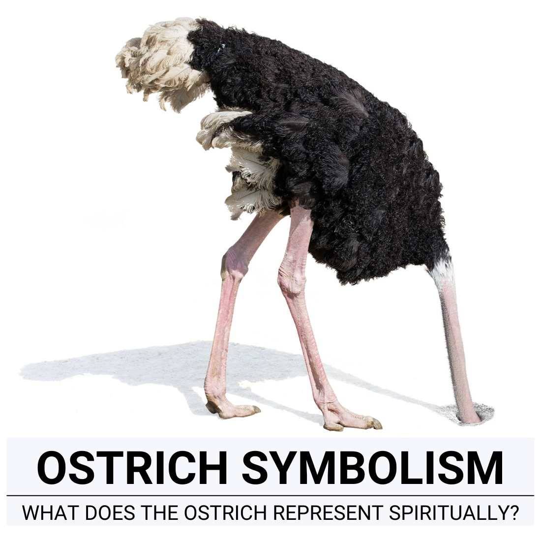 Ostrich symbolism