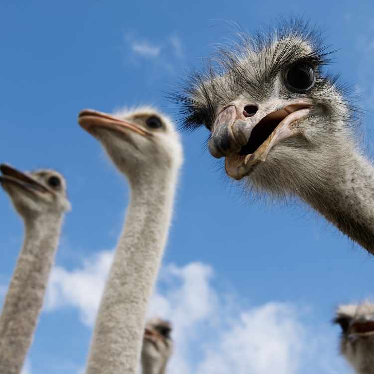 Ostrich totem