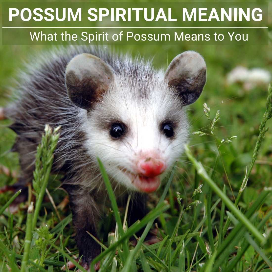 Possum Spiritual Meaning