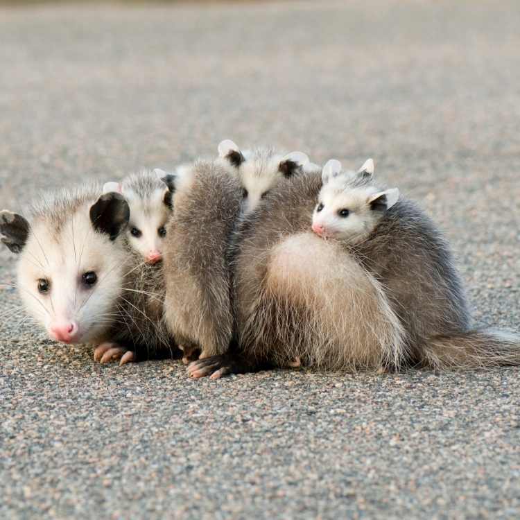 Possum Symbolism & Meaning