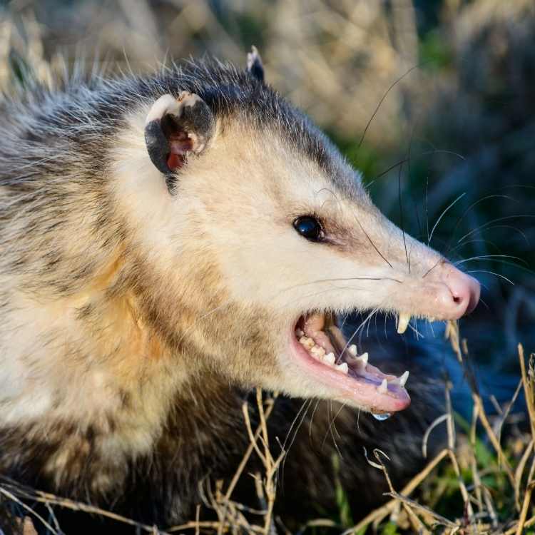 Possum spirit animal