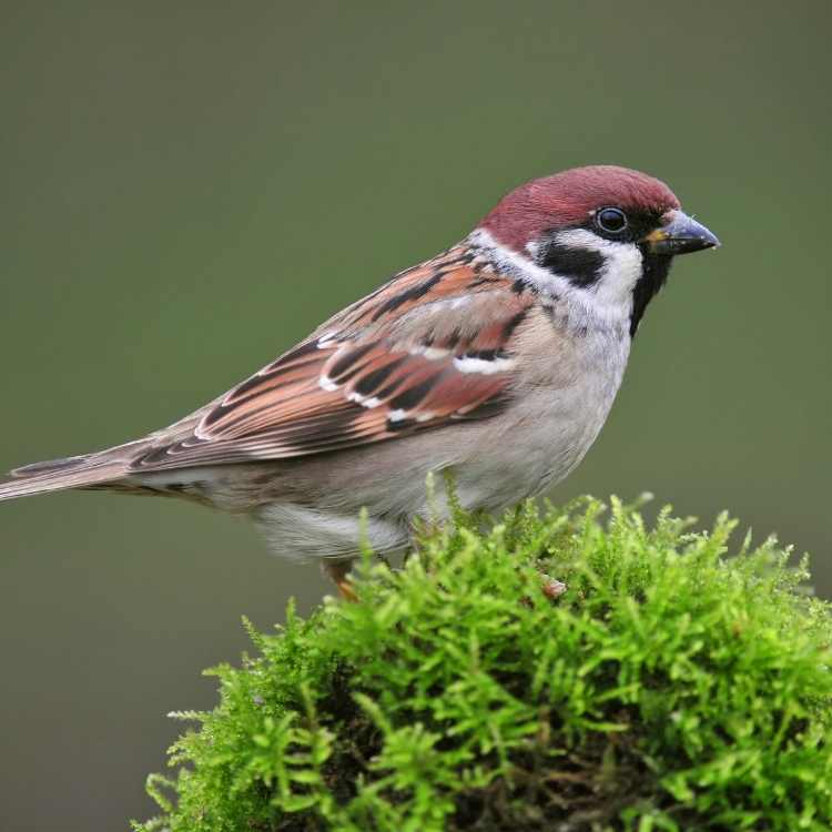 Similarities between Sparrow vs Swallow
