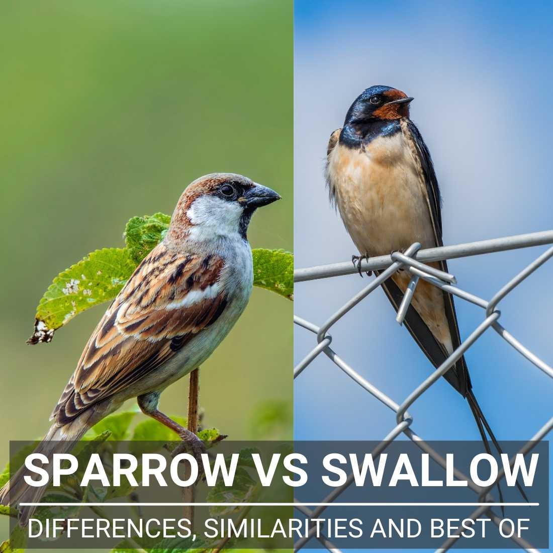 Sparrow vs Swallow