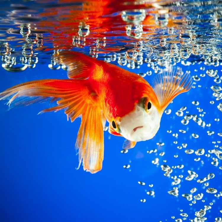 goldfish meaning for you