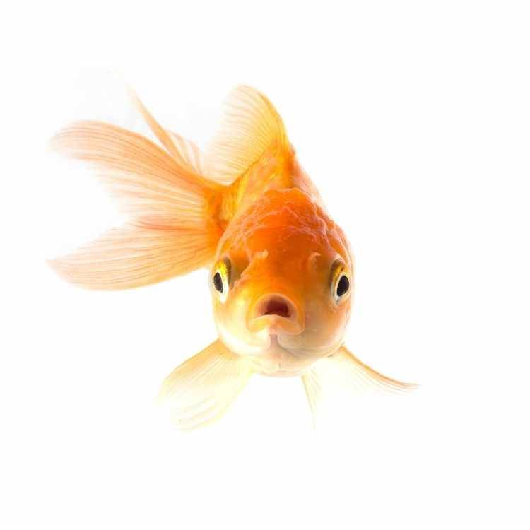 Spiritual meaning of goldfish