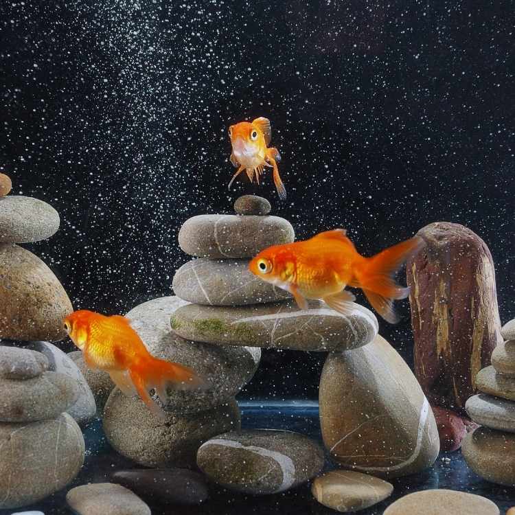 Spiritual symbolism of goldfish