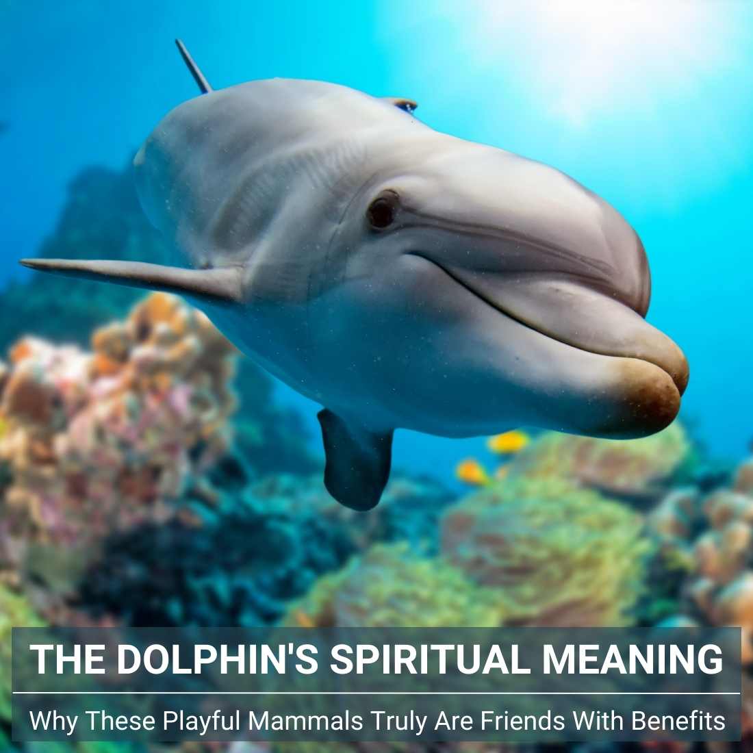 Dolphin Spirit Animal: Meaning, Symbolism, And Messages Dolphin Spirit Animal: Meaning, Symbolism, And Messages