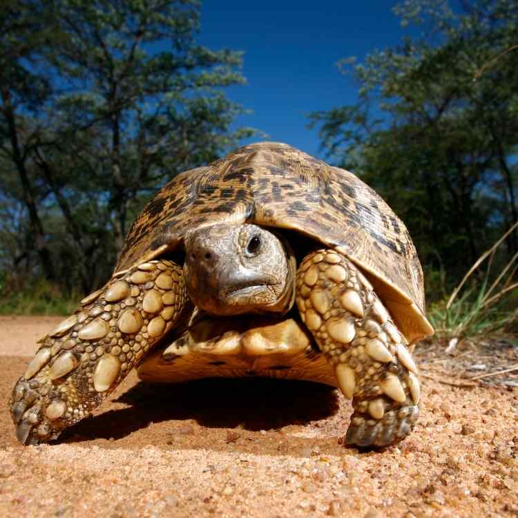Tortoise protection