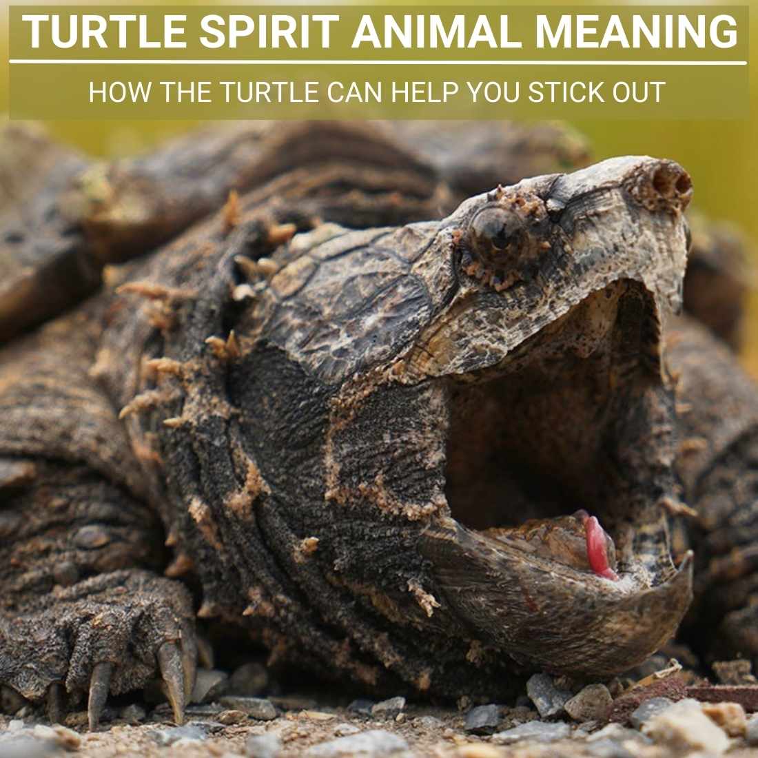 Turtle Spirit Animal Meaning