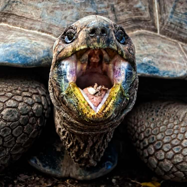 Turtle Spirit Animal Meaning: How The Turtle Can Help You Stick Out