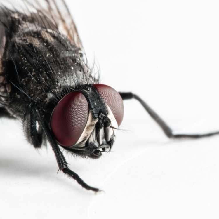 What do flies symbolize