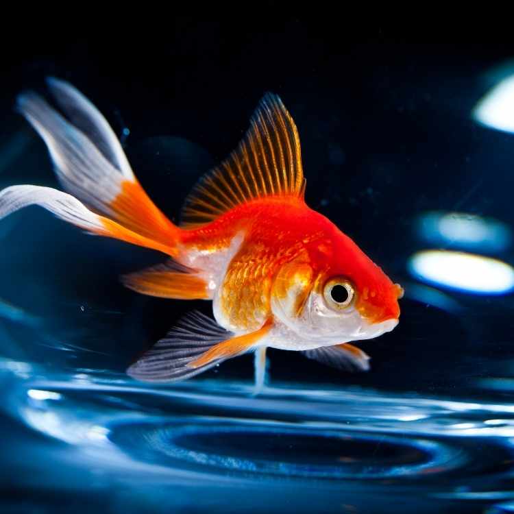 What do goldfish symbolize