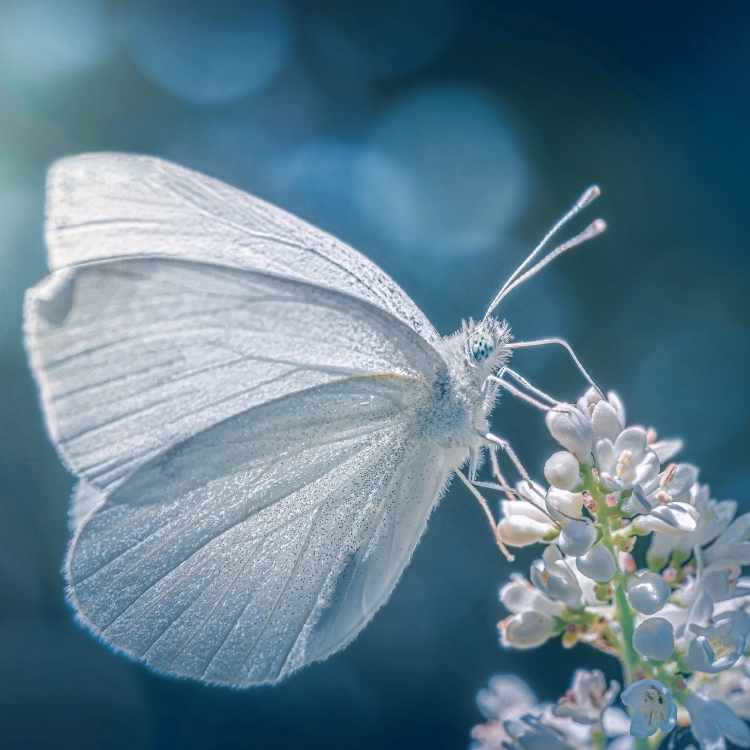 What do white butterflies symbolize