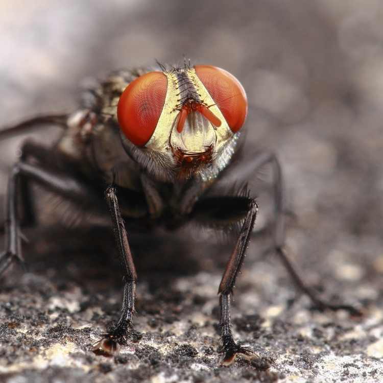 What does fly symbolize Dead Animals Decoded: Unveil Their Symbolic Secrets [The Ultimate List]