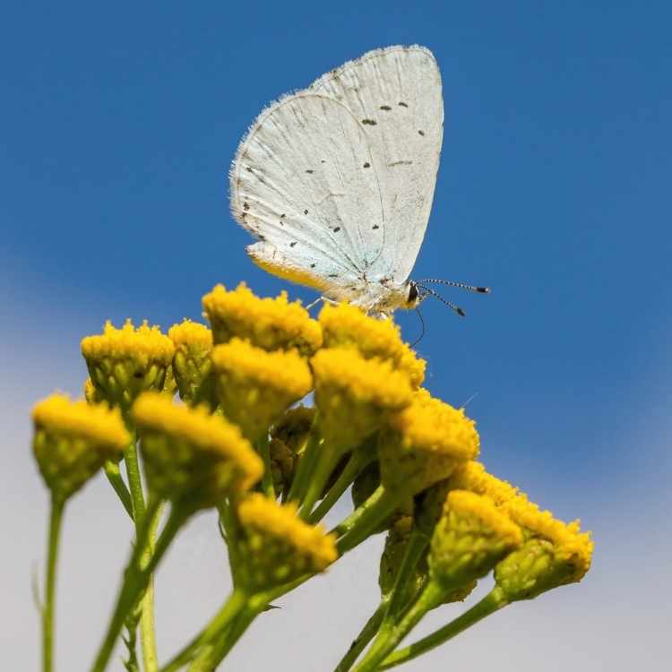 White butterfly spiritual meaning