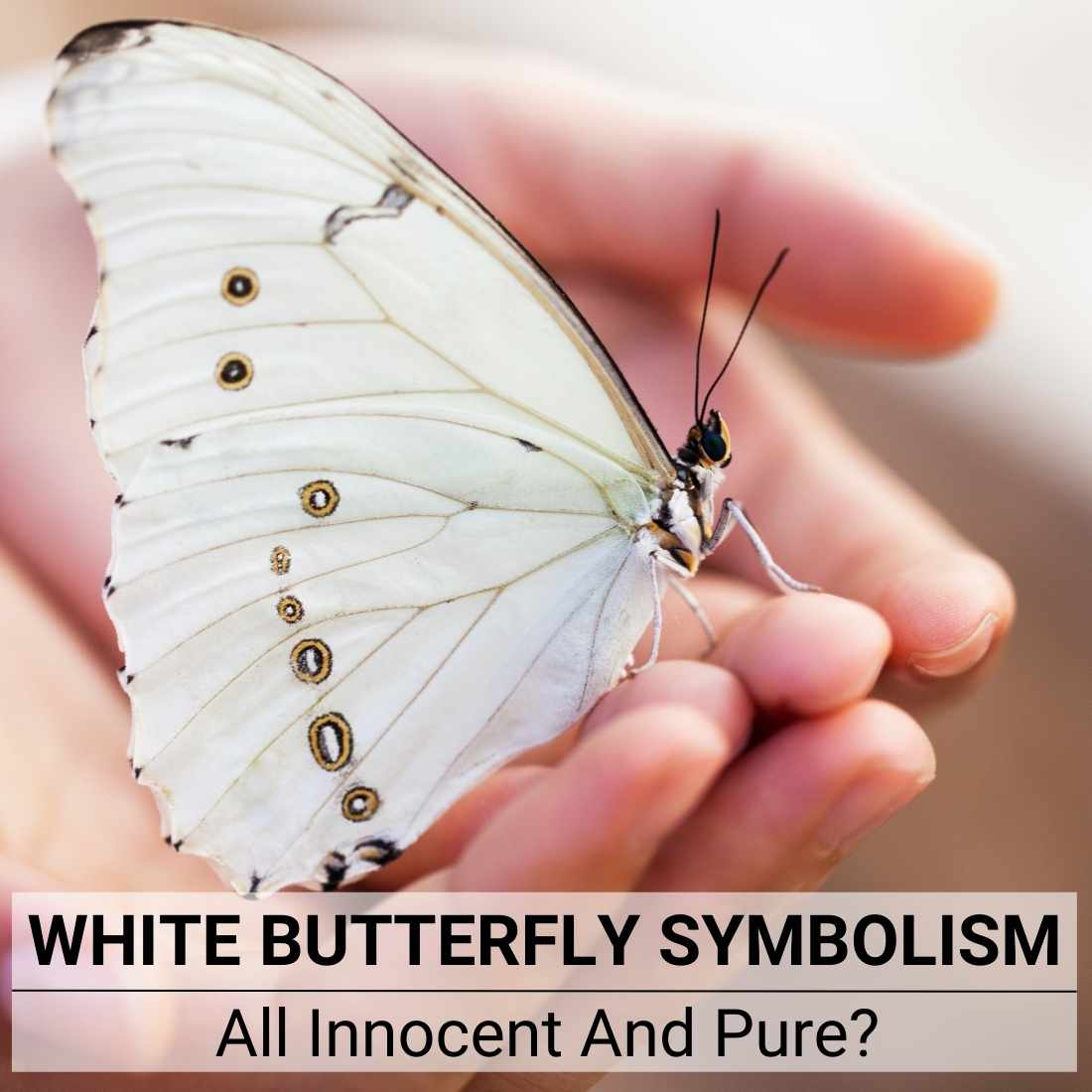White butterfly symbolism
