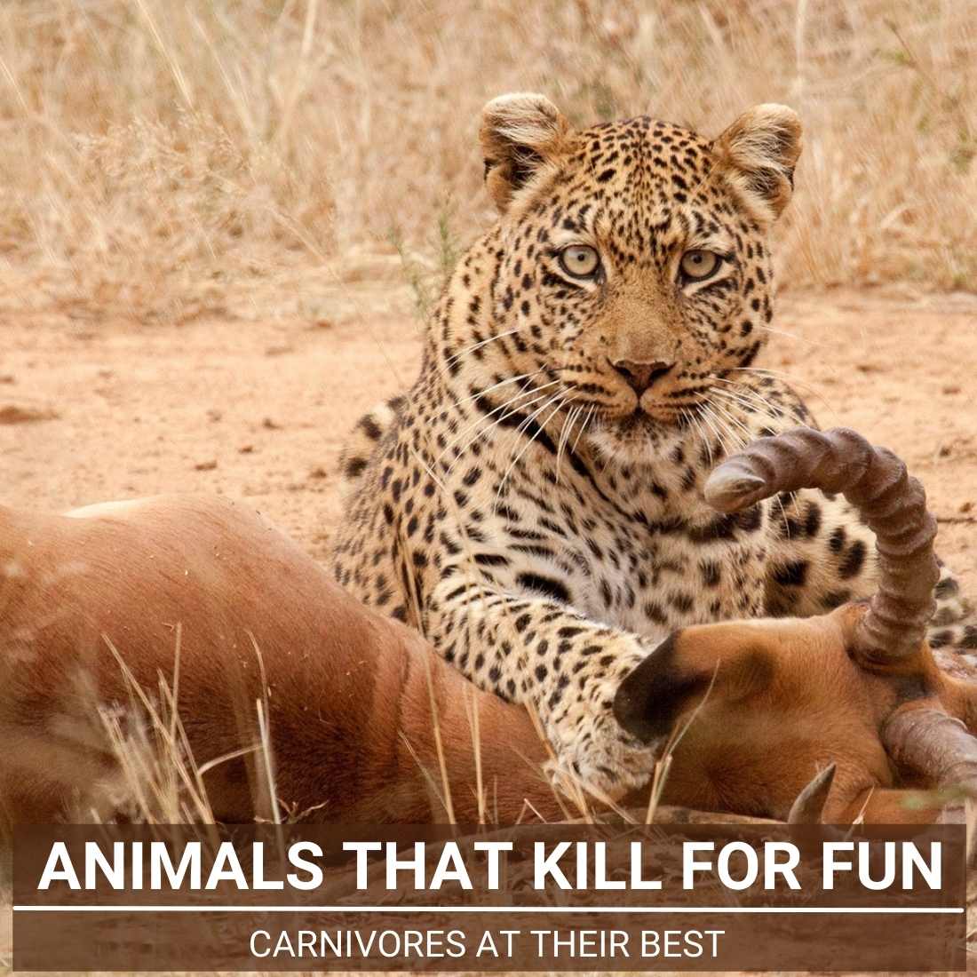 Animals That Kill For Fun