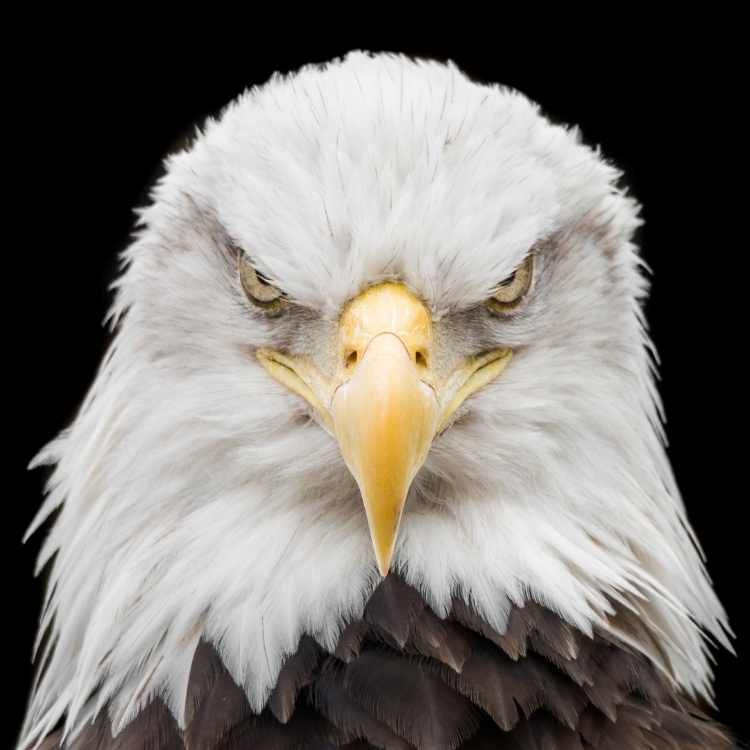 bald eagle angry head