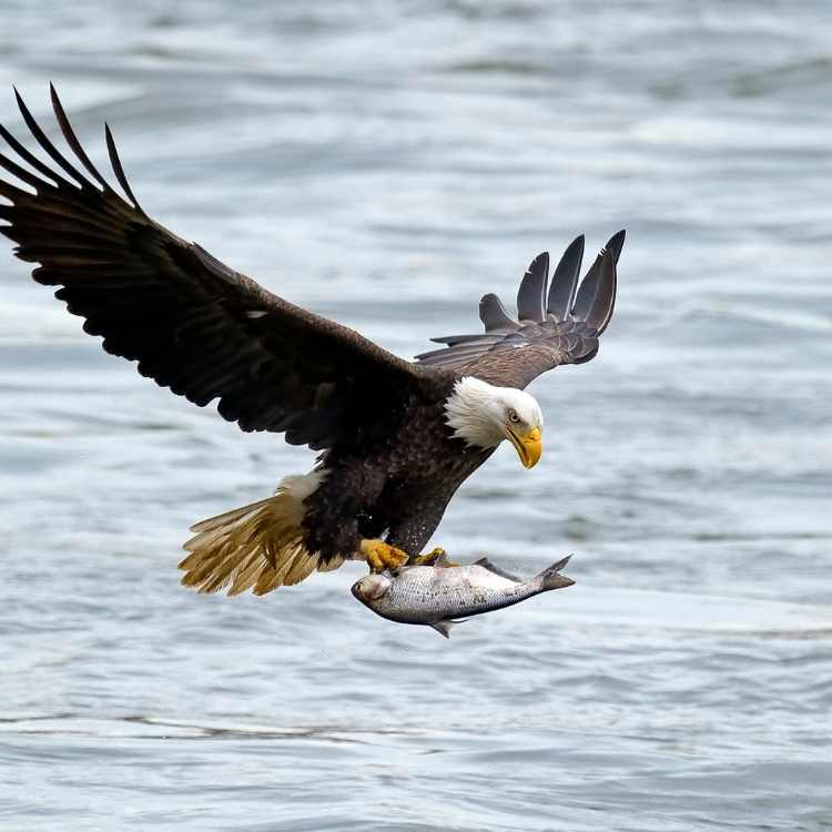 bald eagle catching fish