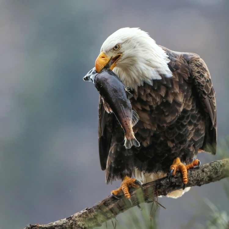 bald eagle hunting 1 Osprey Vs Bald Eagle - Differences and Similarities Between These Mighty Raptors