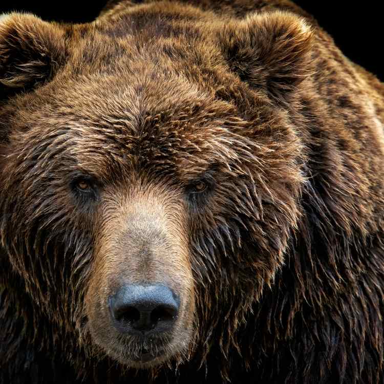 bear: animal that symbolize protection