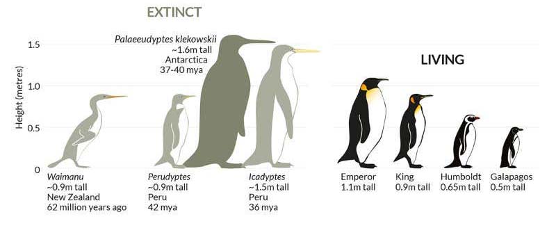 Extinct Penguins vs Living