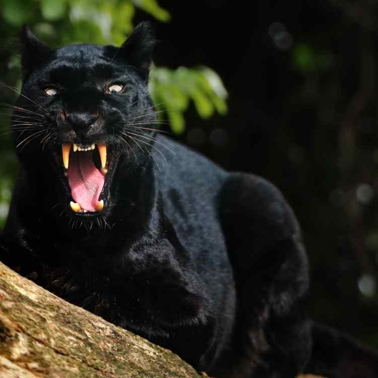 black panther 10 Animals symbolizing Protection: Play it Safe with These Symbols