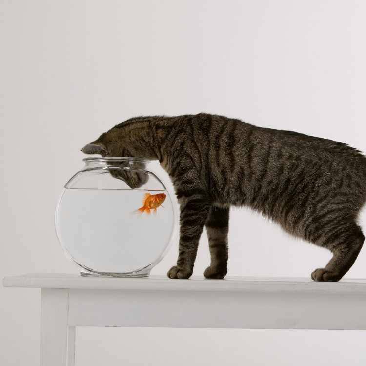 cat and goldfish