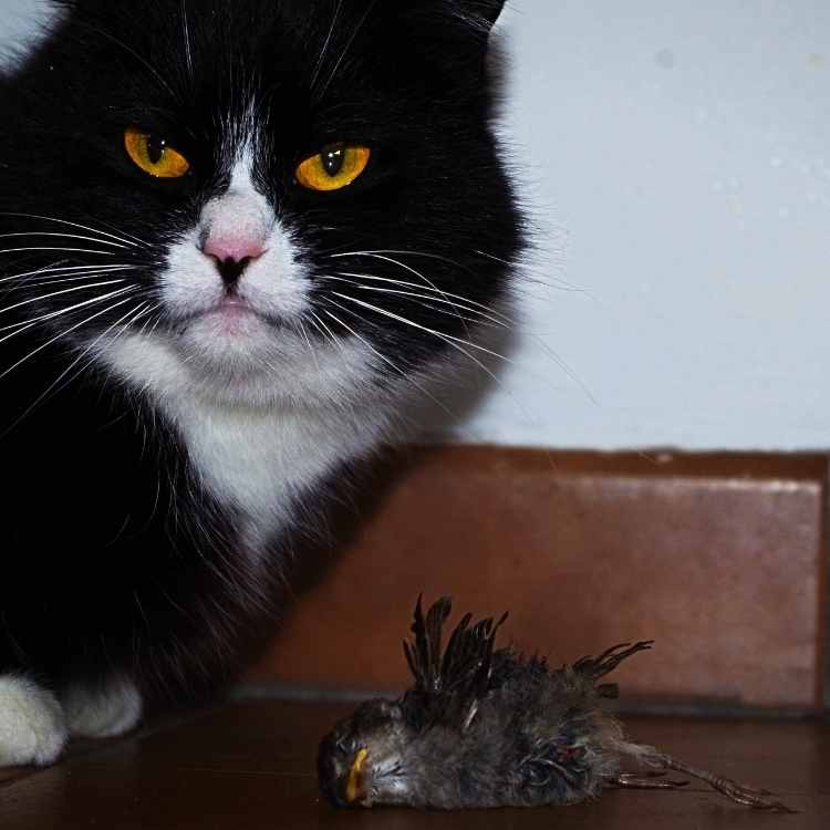 cat and prey