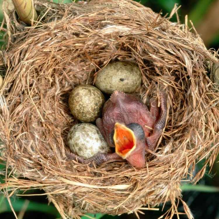 Cuckoo Birds