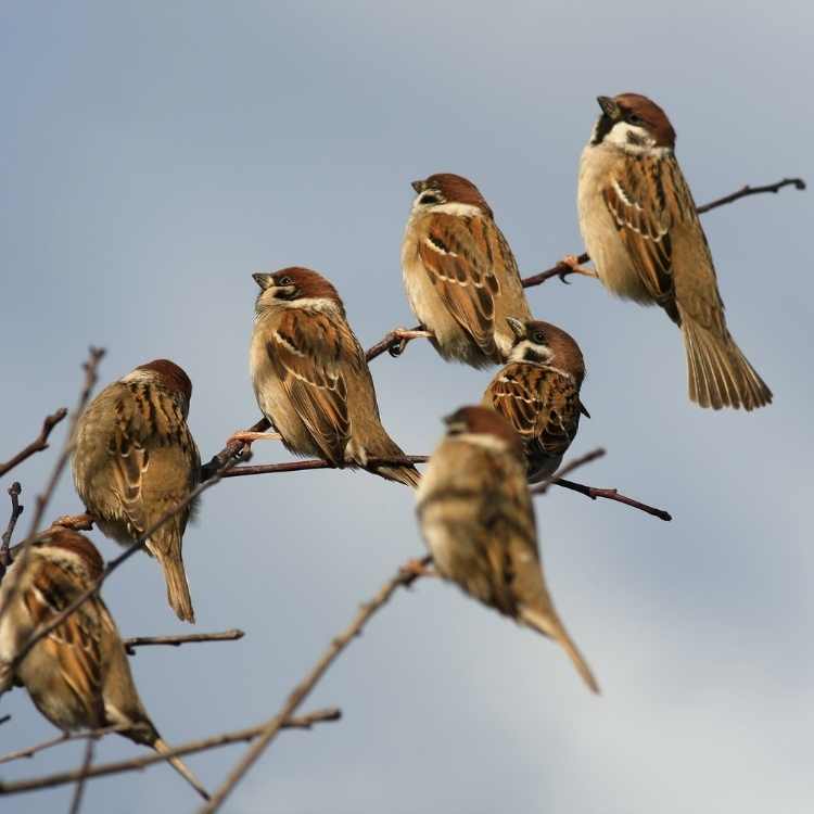 flock of sparrows