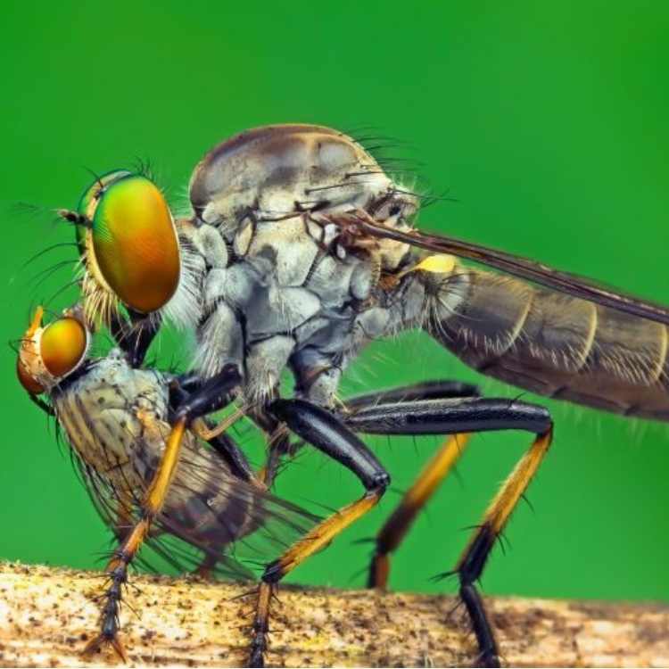 Fly eating fly