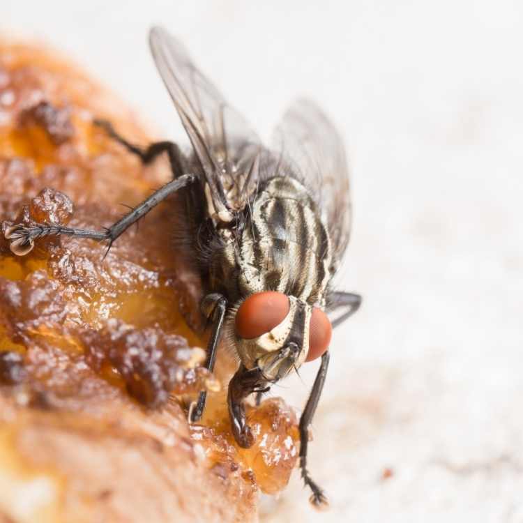 fly eating