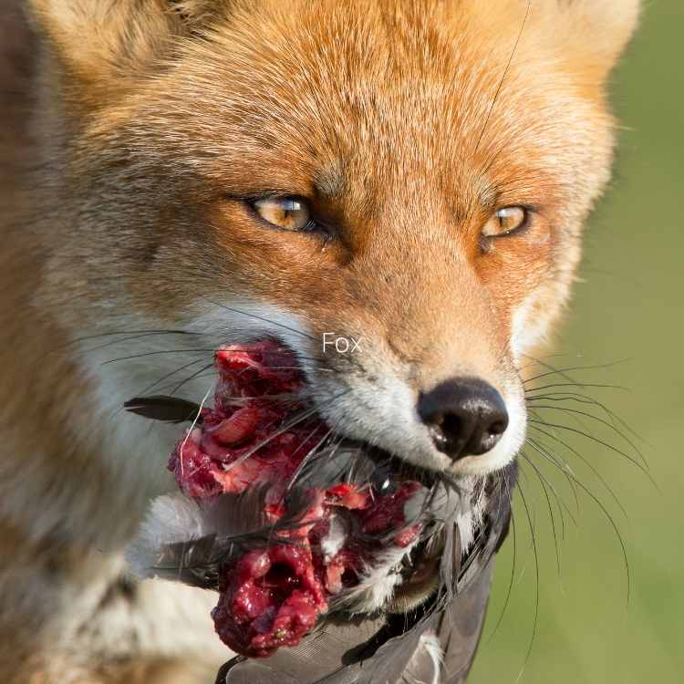 fox killing