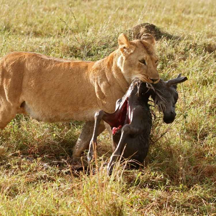 lion killing