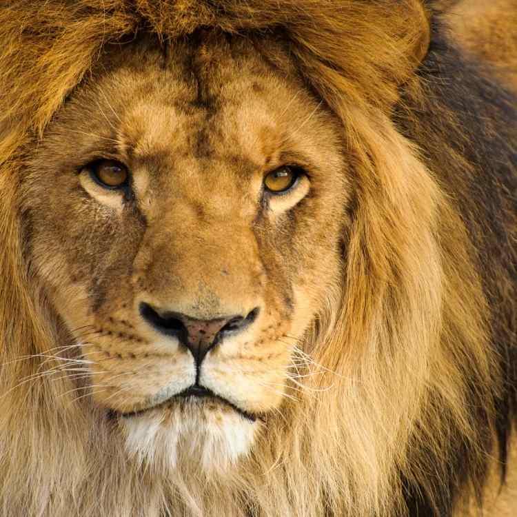 lion 10 Animals symbolizing Protection: Play it Safe with These Symbols