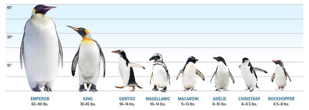 Penguin sizes