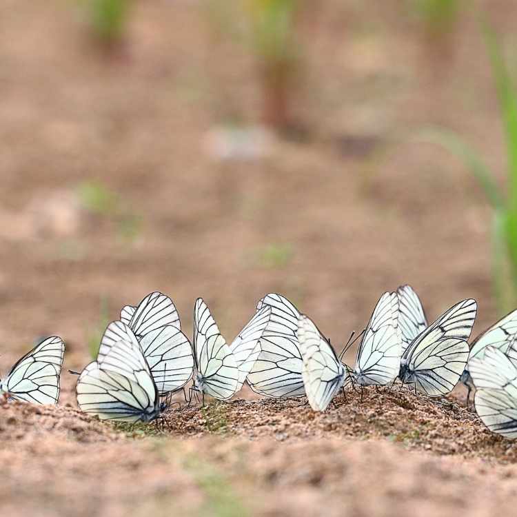 white butterfly in a dream