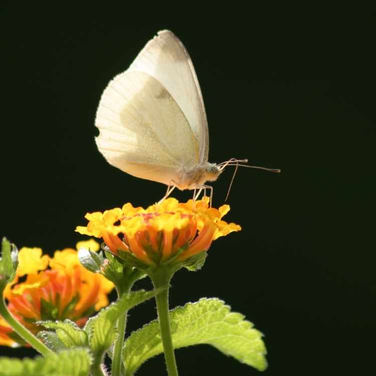 white butterfly landing on you