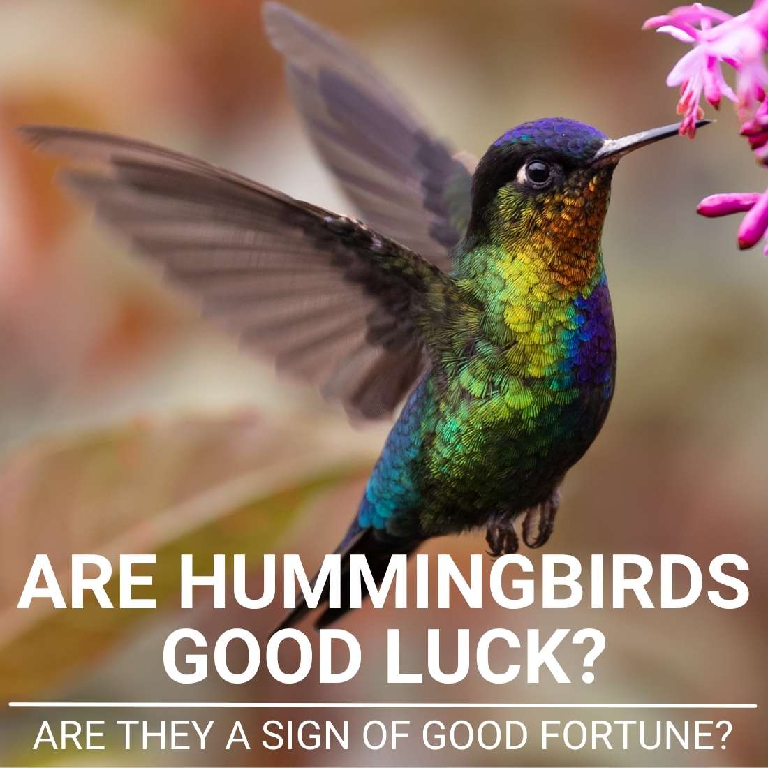 Are hummingbirds good luck
